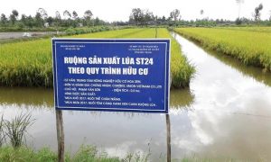 mô hình canh tác gạo lúa tôm