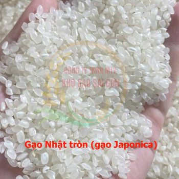 Gạo Nhật tròn (gạo Japonica)