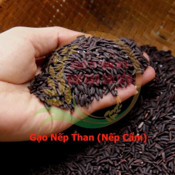 Gạo Nếp Than, gạo nếp Cẩm
